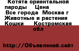 Котята ориентальной пароды  › Цена ­ 12 000 - Все города, Москва г. Животные и растения » Кошки   . Костромская обл.